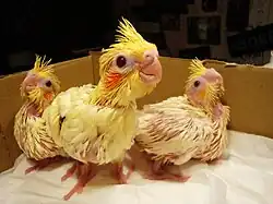 Птенцы корелл окраса лютино (возраст — 2 недели)