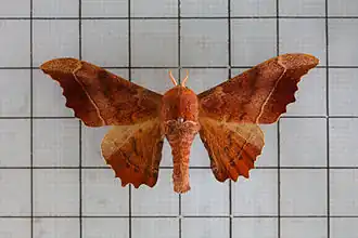 Oberthueria formosibia