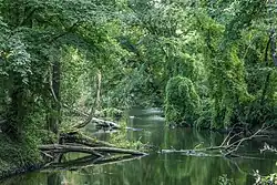 Низовье Обры около Сквежины