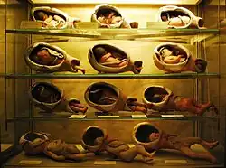 Модели, иллюстрирующие процесс рождения