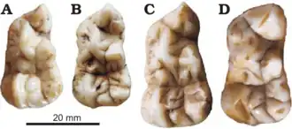 Коренные зубы Ailuropoda wulingshanensis (A, B) и современной большой панды (C, D)