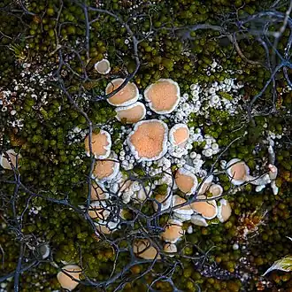 Охролехия винно-каменная (Ochrolechia tartarea)