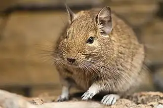 Дегу (Octodon degus)