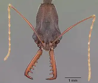 Голова муравья Odontomachus coquereli