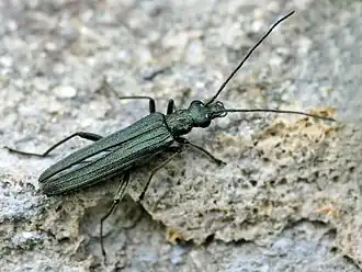 Oedemerinae