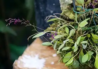 Lepanthopsis astrophora