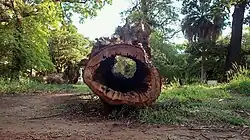 Дупло старого дерева