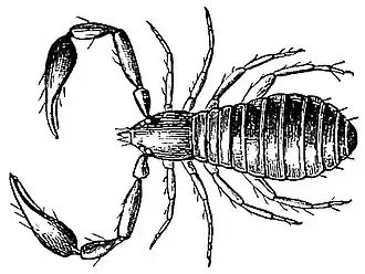 Olpiidae