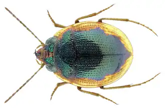 Жужелица Omophron brettinghamae