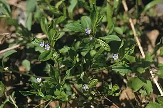 Пупочник завитой. Общий вид растения