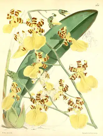 Trichocentrum splendidum (syn. Oncidium splendidum)