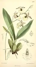 Oncidium dasystyle. Curtis's botanical magazine vol. 127 ser. 3 nr. 57 tab. 7787, 1901 г.