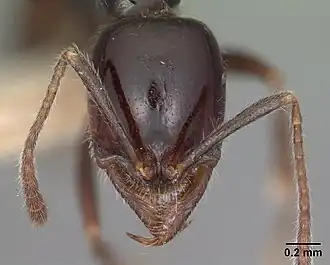 Муравей Onychomyrmex hedleyi