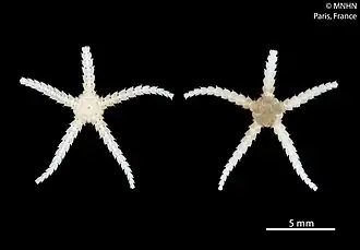 Ophiopyrgus biocalae