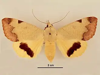 Ophiusini: Ophiusa tirhaca