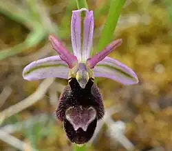 Ophrys bertolonii drummana