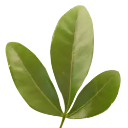 Choisya ternata — пальчато-тройчатый