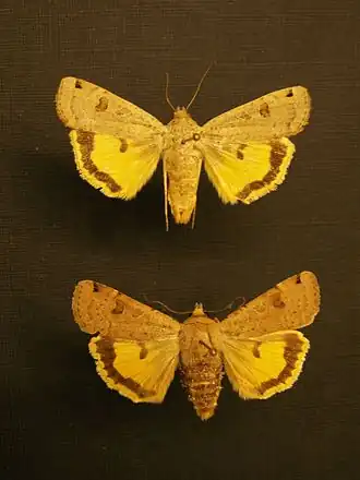 Самец (наверху) и самка