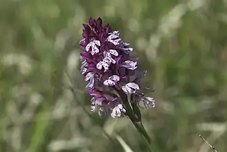 Neotinea ×dietrichiana