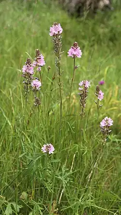 Сидальцея орегонская