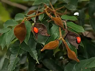 Ormosia monosperma