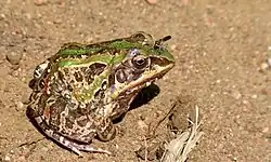 Расписная лягушка