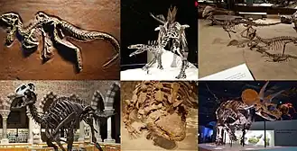 1-й ряд: гетеродонтозавр, стегозавр, стегоцерас
2-й ряд: эдмонтозавр, Scolosaurus, трицератопс