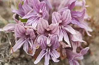 Цветущая Orobanche californica ssp. californica