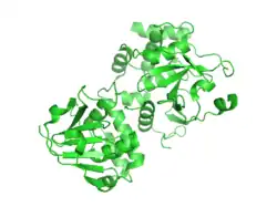 RNA Replicase structure PDB 3PHU.