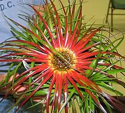 Sincoraea heleniceae