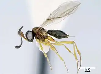 Orwellium enigmaticum