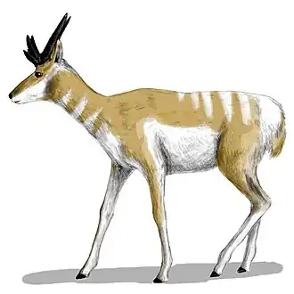 Osbornoceros osborni