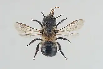 Osmia laticeps