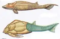 Hemicyclaspis (вверху), Pterichthyodes (внизу)