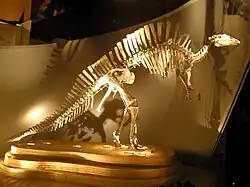 Скелет уранозавра