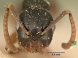 Overbeckia subclavata