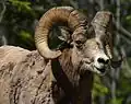 Толсторогий баран Ovis canadensis