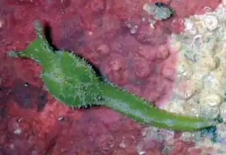 Oxynoe panamensis[англ.]