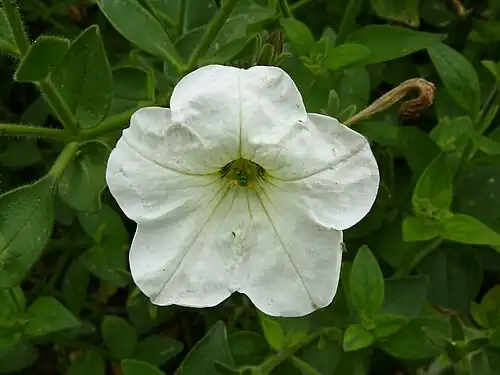 Петуния пазушноцветная (Petunia axillaris)