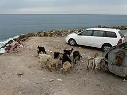 Эль-Мукалла. Старый Город. Козы, пасущиеся у мусорного контейнера, едят и бумагу и древесину.