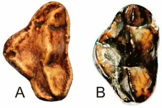 Четвёртые премоляры A — Agriarctos depereti, B — Agriarctos nikolovi