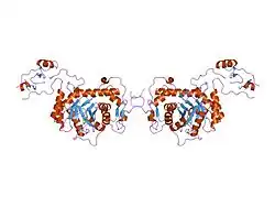PDB прорисовано на основе 1jcn.