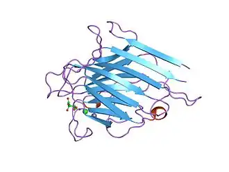 Структура моносахарид связывающего сайта молекулы лектина.