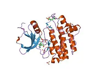 Кристаллографическая структура молекулы Lck