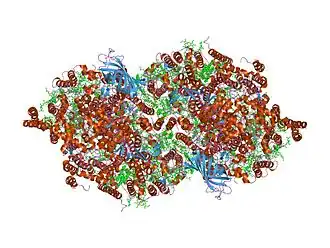 Структура фотосистемы II из Thermosynechococcus elongatus.