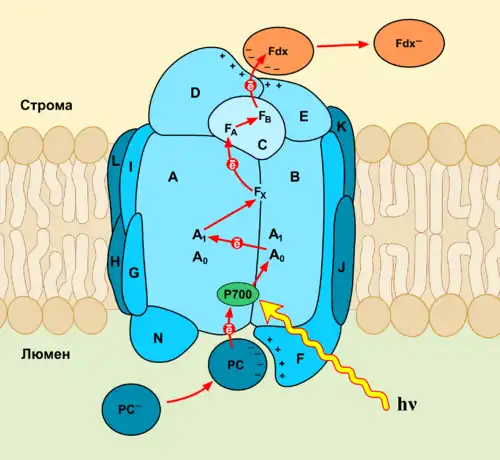 Фотосистема I10 марта 2015