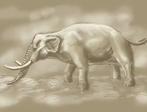 Самец, 1&nbsp;м в холке