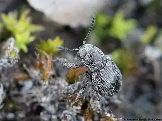 Pachnephorus pilosus