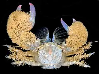 Pachycheles tuerkayi