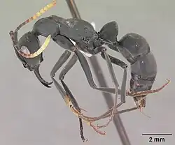 Neoponera apicalis